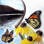 Monarch Butterflies & Wild Flowers